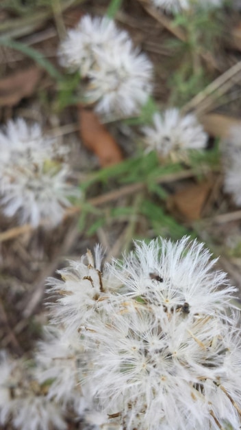 写真 白い花のクローズアップ