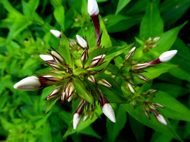 写真 白い花のクローズアップ