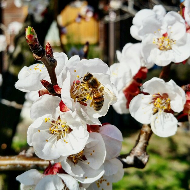 写真 白い花のクローズアップ