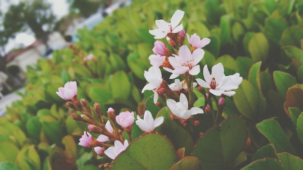 写真 白い花のクローズアップ