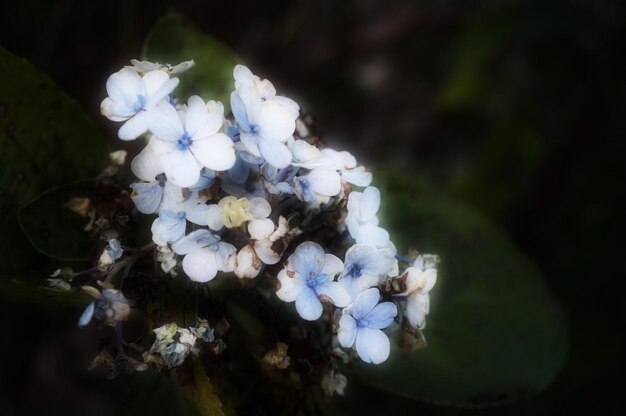 写真 白い花のクローズアップ