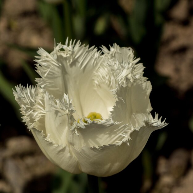 写真 白い花のクローズアップ