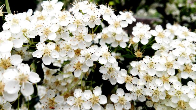 写真 白い花のクローズアップ