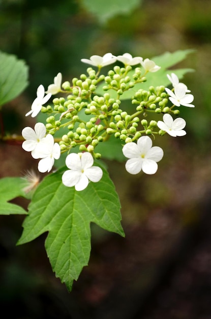 写真 白い花のクローズアップ