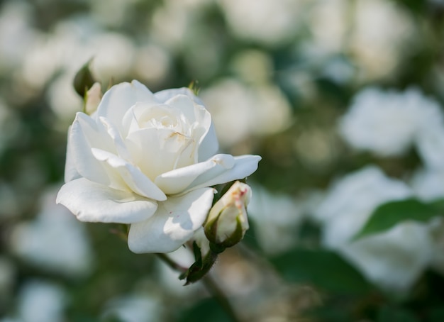 写真 白い新鮮なバラの花のクローズアップ