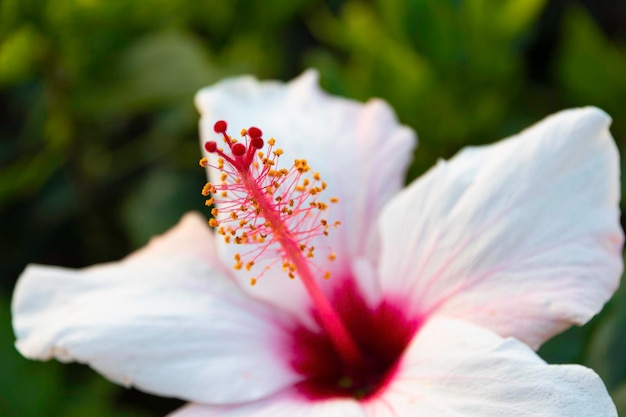 写真 白いヒビスカスの花のクローズアップ