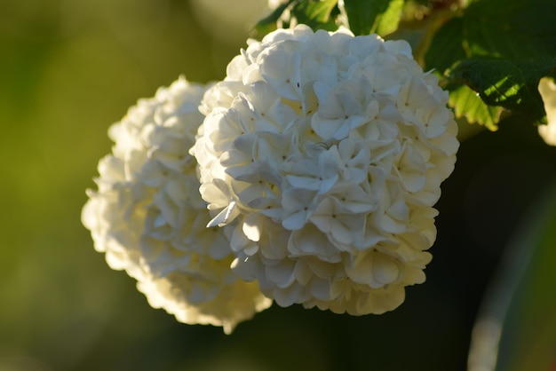 写真 白いホルテンジアの花のクローズアップ