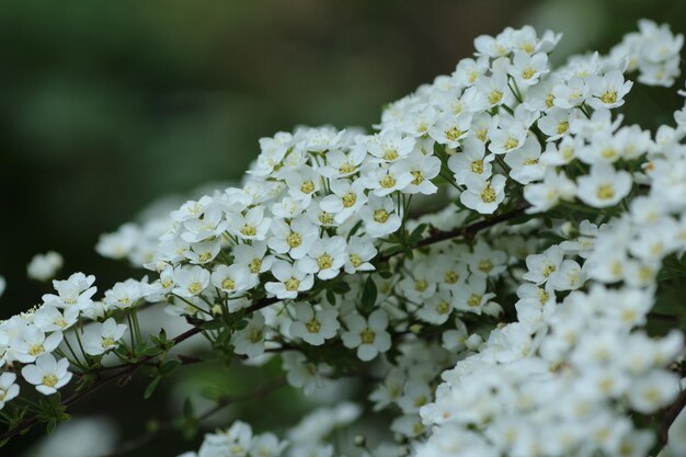 写真 白いホルテンジアの花のクローズアップ