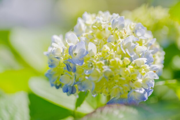 写真 白いホルテンジアの花のクローズアップ