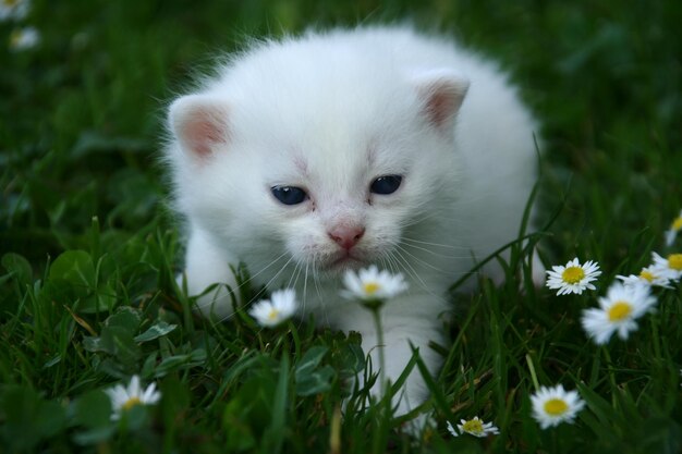 写真 草の上にある白い子猫のクローズアップ