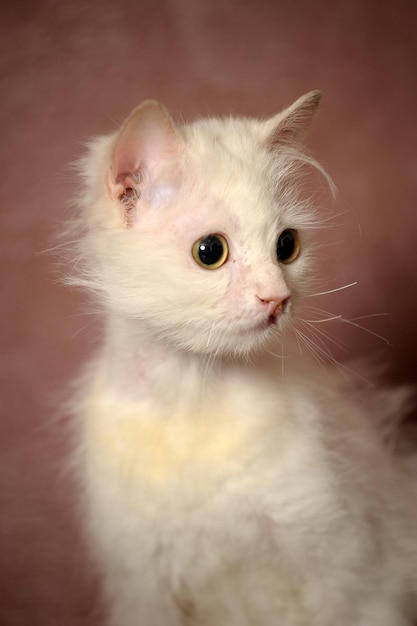 写真 白い子猫のクローズアップ