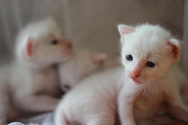 写真 白い子猫のクローズアップ