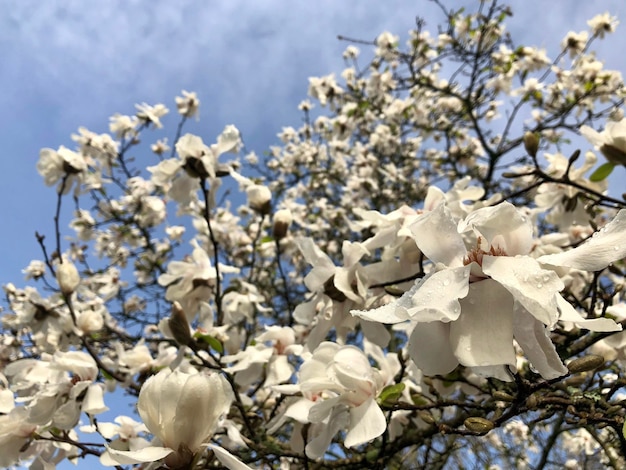 写真 白いマグノリアの花のクローズアップ