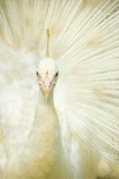 写真 白いオオカミのクローズアップ