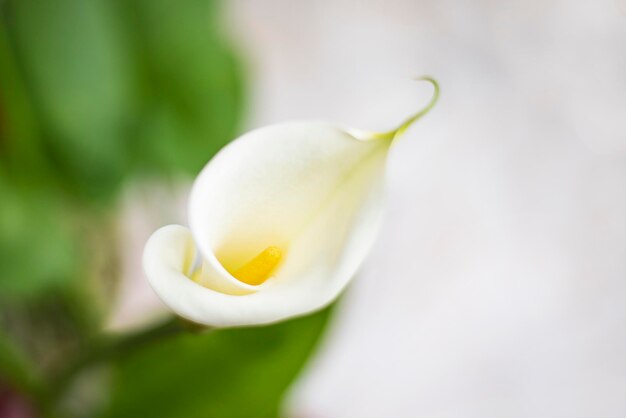 写真 白いバラの花のクローズアップ