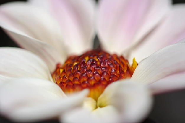 写真 白いバラの花のクローズアップ