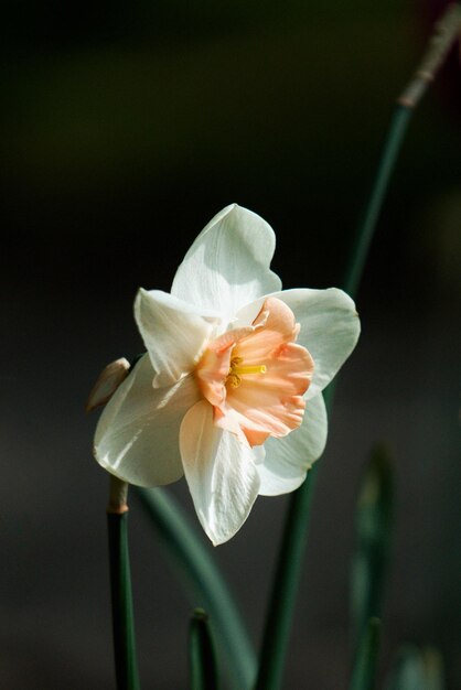 写真 白いバラの花のクローズアップ