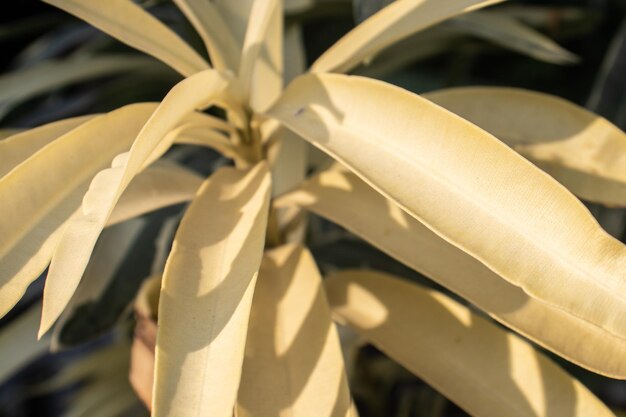 写真 白いバラの植物のクローズアップ