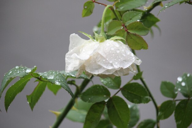 写真 ぼんやりした背景で雨の中で枯れる白いバラのクローズアップ