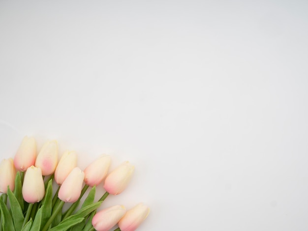 Фото Ближайший план белых тюльпанов