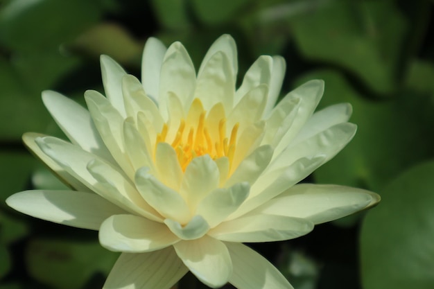 Фото Ближайший план белой водяной лилии