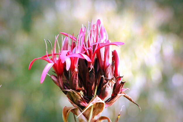 写真 野生の花のクローズアップ