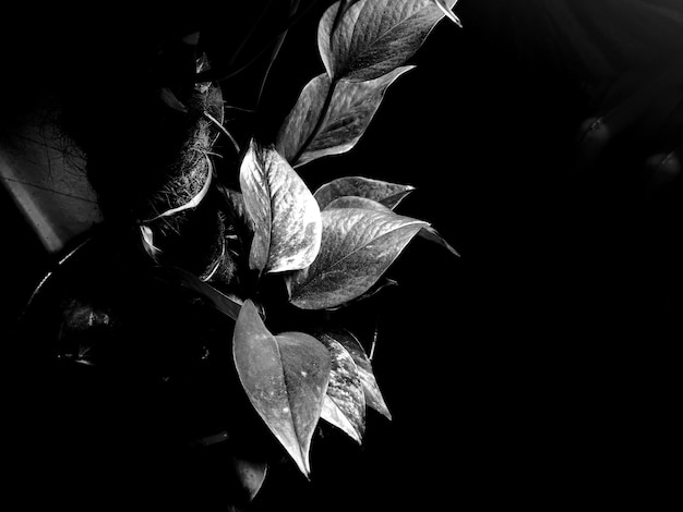 写真 黒い背景を背景にした枯れた花のクローズアップ