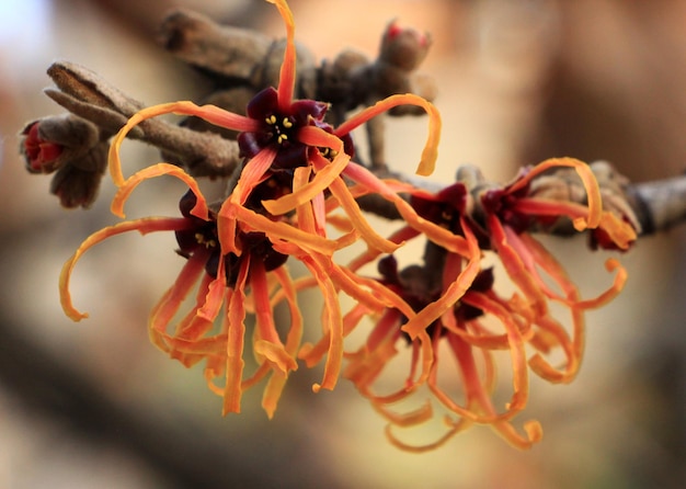 写真 ぼんやりした背景を背景にした枯れた花のクローズアップ