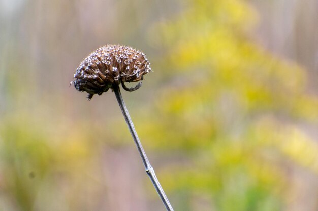 写真 畑の枯れた花のクローズアップ