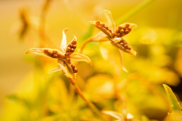 写真 枯れた花のクローズアップ