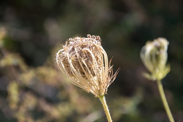 写真 枯れた花のクローズアップ