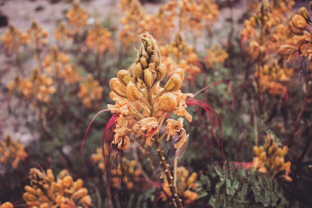 写真 枯れた花のクローズアップ