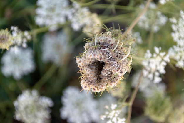 写真 枯れた花のクローズアップ