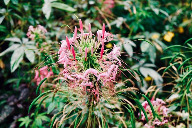 写真 畑の枯れたピンクの花のクローズアップ