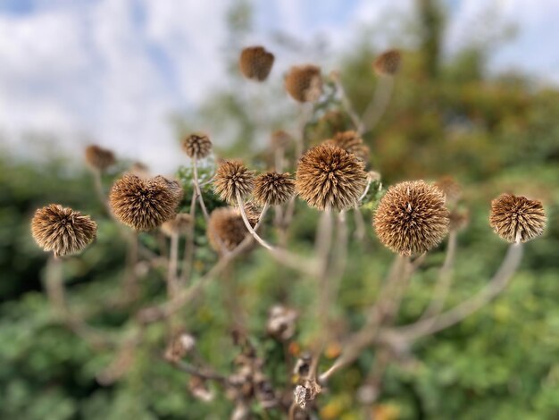 写真 畑で枯れた植物のクローズアップ