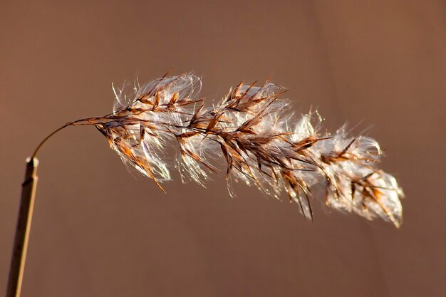 写真 晴れ の 日 に 枯れ た 植物 の クローズアップ