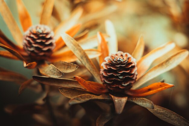 写真 枯れ果てた植物のクローズアップ