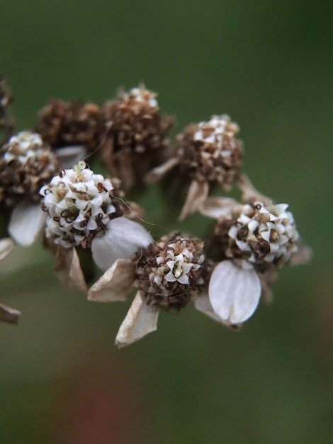 写真 枯れた植物のクローズアップ