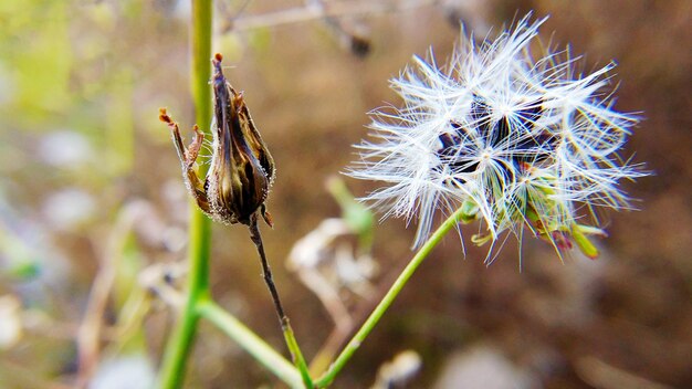 写真 枯れ果てた植物のクローズアップ