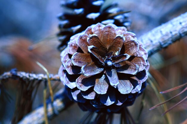 写真 枯れた植物のクローズアップ