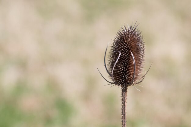 写真 枯れた植物のクローズアップ