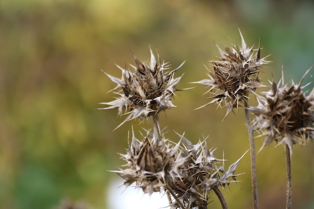 写真 枯れた植物のクローズアップ