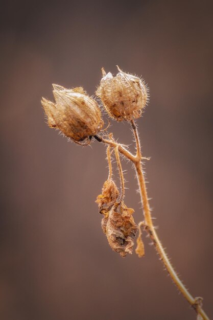 写真 枯れた植物のクローズアップ