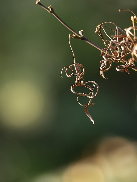 写真 枯れ果てた植物のクローズアップ