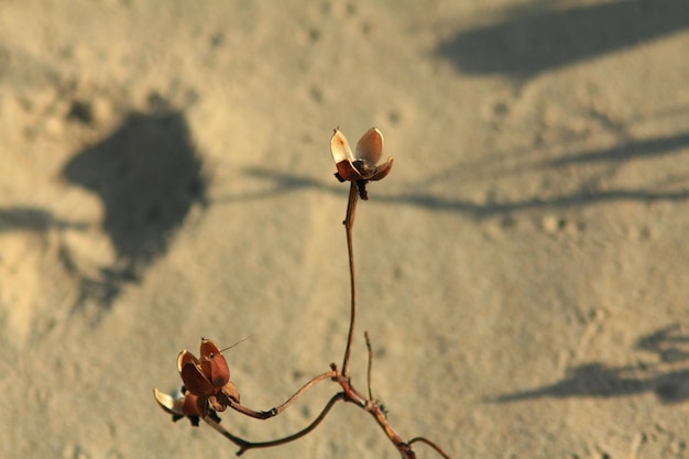 写真 枯れた植物のクローズアップ