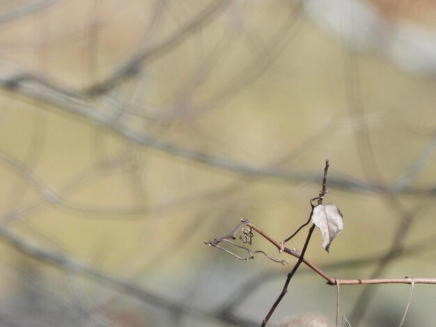 写真 枯れた植物のクローズアップ