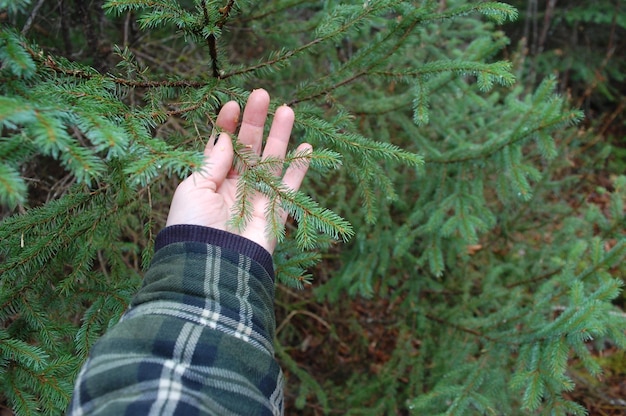 Фото Клоуз-ап женской руки на дереве