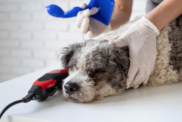 写真 家で犬を飼っている女性のクローズアップ