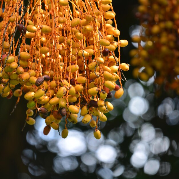 写真 植物にぶら下がっている黄色いベリーのクローズアップ