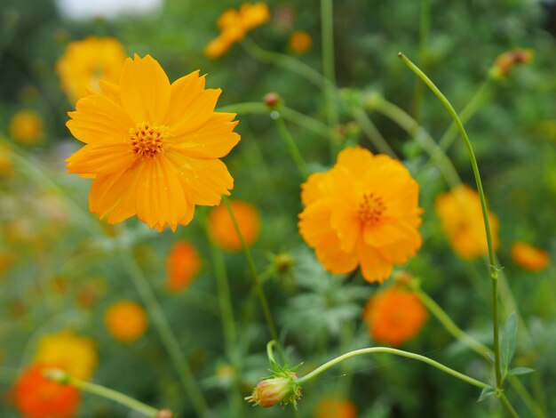 写真 黄色い宇宙の花のクローズアップ